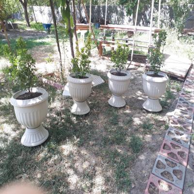 گلدان کلاسیک